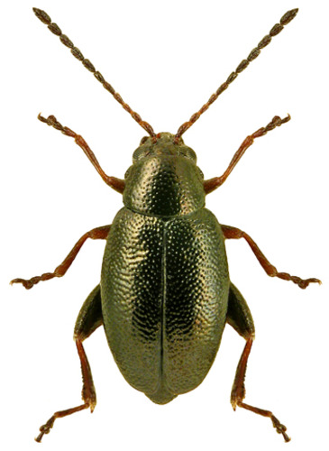 Zobodat Suchergebnisse