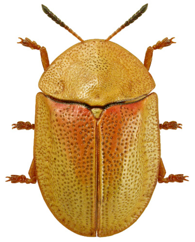 Zobodat Suchergebnisse