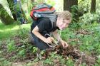 Pass Thomas aus Entomologica Austriaca Bd 23, als Vorwissenschaftliche Arbeit Coleopteren auf einer Streuobstwiese untersucht